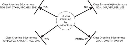 Activity of avibactam against different classes of β-lactamases.