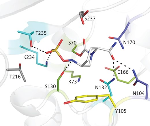 Avibactam binding pocket in class A β-lactamase. Avibactam (depicted as white sticks) covalently bound to a representative class A structure (CTX-M-15; 4HBU13) shows that 12 residues (using standard class A numbering) in the binding pocket are within 4 Å, such that changes in these might impact inhibitor affinity. The four catalytic residues (S70, K73, S130 and E166) are shown in green and the three that make strong hydrogen bonds (N132, K234 and T235) are shown in cyan. The two additional polar residues (N104 and N170) are shown in blue and the one hydrophobic residue (Y105) is shown in yellow. There are two residues (T216 and S237) shown in grey that, although in close proximity, have no direct interaction with the inhibitor.