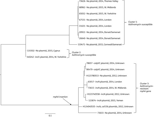 Phylogenetic relationship between azithromycin-resistant and -susceptible Salmonella Blockley isolates circulating in the UK between 2012 and 2015. The phylogenetic tree was generated by SNP analysis. 73 626 was the reference strain used for de novo assembly for SNP detection. The insertion point of mphA into Salmonella Blockley population is indicated. Presence (inc group)/absence of plasmid, year of isolation and location are shown beside the isolate number.