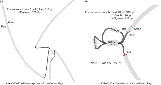 Bandage assembly of nodes (contigs) from susceptible and resistant Salmonella Blockley isolates. Bandage allows visualization of how contigs (in grey) are possibly connected (in black) to each other. The genes of interest (in this case livF, rbsK and mphA) are then blasted against all the assembled contigs and their locations determined. Regions around the genes of interest can then be determined using Artemis. (a) livF and rbsK are located on chromosomal node 5 in an azithromycin-susceptible Salmonella Blockley isolate. mphA is not present. (b) The mphA gene (azithromycin resistance) and the other regions associated with resistance (node 27, 23, 20) are inserted between rbsK in an azithromycin-resistant Salmonella Blockley isolate. AZM, azithromycin. This figure appears in colour in the online version of JAC and in black and white in the print version of JAC.