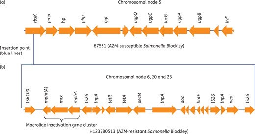 Chromosomal insertion site of the azithromycin resistance gene (mphA) and possible structure of the Salmonella azithromycin resistance genomic island (SARGI). Chromosomal nodes are based on Bandage assembly (Figure 2). Insertion site of drug island in rbsK is depicted by blue lines. Postulated structure of drug island: neo, aminoglycoside; tet, tetracycline; mphA, macrolide (azithromycin); mrx, major facilitator protein; mphr(A), macrolide repressor A; tnp, transposase; AZM, azithromycin. This figure appears in colour in the online version of JAC and in black and white in the print version of JAC.