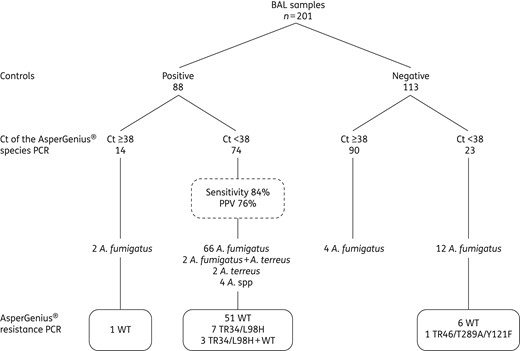 BAL samples divided according to positive/negative controls and species probe of the AsperGenius® PCR and resistance PCR. Two patients had a coinfection with an A. fumigatus and A. terreus.