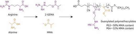 Structures of guanylated polymethacrylates PG3 and PG4. Synthesized from the monomers 2-GEMA, a mimic of the amino acid arginine, and MMA, a mimic of the amino acid alanine.