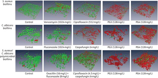 Guanylated polymethacrylates are efficient at killing polymicrobial C. albicans/S. aureus biofilms. Biofilms (24 h) formed by S. aureus and/or C. albicans were exposed to antimicrobial agents for 18 h. Biofilms were stained with the BacLight Live/Dead Viability Kit and imaged by CLSM. CLSM reconstructions show the three-dimensional staining pattern for live cells (SYTO-9, green) and dead cells (propidium iodide, red). The experiments were performed twice and representative images are shown.