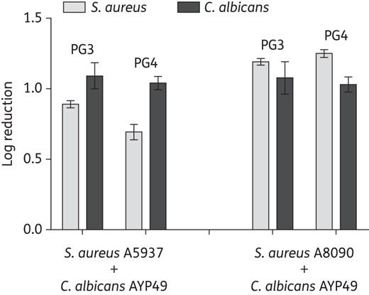 Guanylated polymethacrylates kill polymicrobial biofilms formed by C. albicans and S. aureus clinical isolates. Polymicrobial biofilms formed by C. albicans AYP49 and S. aureus A8090 or S. aureus A5937 were treated overnight with PG3 or PG4 (at 128 mg/L). cfu of the bacteria and fungi were determined in treated samples relative to drug-free growth medium. The y-axis shows log reductions. The experiment was performed with three biological repeats in duplicate; shown are the geometric mean of the data and the standard errors.