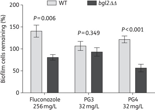 Role of the extracellular matrix in the susceptibility of C. albicans biofilms to the guanylated polymethacrylates. The efficacy of the guanylated polymethacrylates against biofilms of C. albicans DAY185 and bgl2ΔΔ mutant strains was tested by treatment of pre-formed biofilms overnight in the presence or absence of PG3, PG4 or fluconazole. cfu were determined in treated samples versus non-treated controls and are expressed as the percentage of biofilm cells remaining. The experiment was performed with three biological repeats in triplicate; shown are averages and the standard errors.