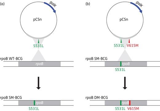 Schematic representation of the protocol used for the generation of a mutant BCG strain harbouring the rpoB S531L mutation (a) and its derived isogenic double mutant bearing the secondary mutation rpoB V615M, a hallmark of the Tunisian MDR-TB outbreak strain (b). This figure appears in colour in the online version of JAC and in black and white in the print version of JAC.