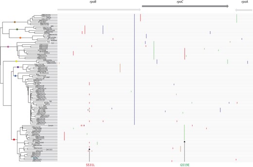 Maximum likelihood phylogenetic tree based on the genome sequence data of 102 M. tuberculosis strains (see Supplementary Data) and their corresponding mutational profile of rpoB, rpoC and rpoA genes (vertical coloured lines). Mutations associated with the Tunisian MDR-TB outbreak strain are indicated with arrows. Note the absence of the rpoB V615M mutation from all the genomes used in the phylogenetic reconstruction.