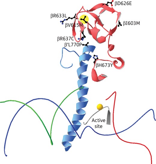 Illustration of the central part of the RNA polymerase of T. thermophilus, PDB code 2O5I. The template strand of DNA is shown in blue, the non-template strand in green and the RNA in red, and the Mg2+ ion in the active centre is marked by a gold sphere. The bridge helix of the β′ subunit is shown in pale blue and the part of the β subunit that interacts with the bridge helix in pale red. All side chains in the β and β′ subunits that are mutated are shown and labelled. The rpoB V615M mutation is highlighted in yellow.