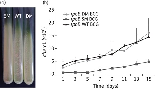 Growth characteristics of the rpoB S531L single-mutant BCG and its isogenically derived double mutant (rpoB S531L and rpoB V615M) compared with WT BCG. (a) Mutant and WT BCG strains growing in L–J slants. (b) Growth kinetics of mutant and WT BCG strains in 7H9 liquid medium. This figure appears in colour in the online version of JAC and in black and white in the print version of JAC.