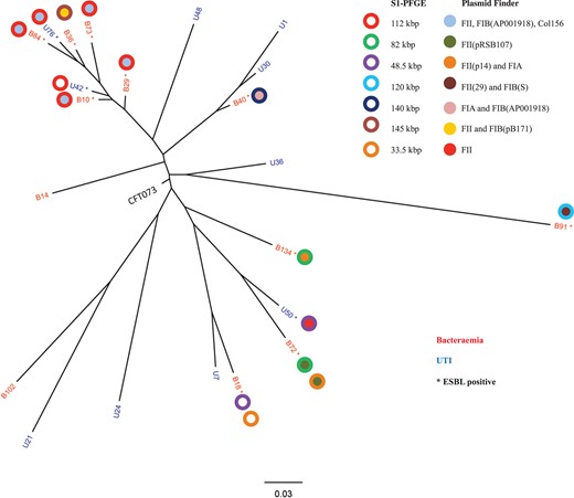 Maximum likelihood phylogenetic tree of clinical ST73 isolates, with S1-PFGE and in silico plasmid profiling superimposed. Plasmid sizes, as determined by S1-PFGE, and Inc types, as determined by in silico analysis, are indicated in the legend to the right. This figure appears in colour in the online version of JAC and in black and white in the print version of JAC.