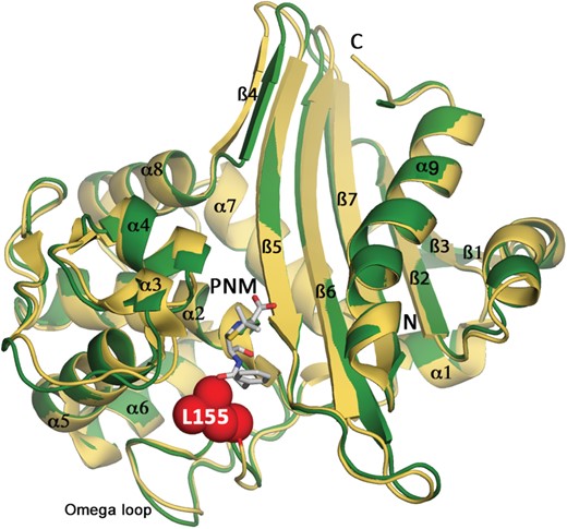 Overall structure of OXA-145. OXA-145 monomer (green) superimposed on OXA-10 (PDB: 1K54 yellow). Open form of penicillin G (PNM) is shown in white sticks and was modelled from the structure of the OXA-10 Trp154Ala mutant (PDB: 2WGI). Leu-155, absent in OXA-145, is indicated by spheres. This figure appears in colour in the online version of JAC and in black and white in the print version of JAC.