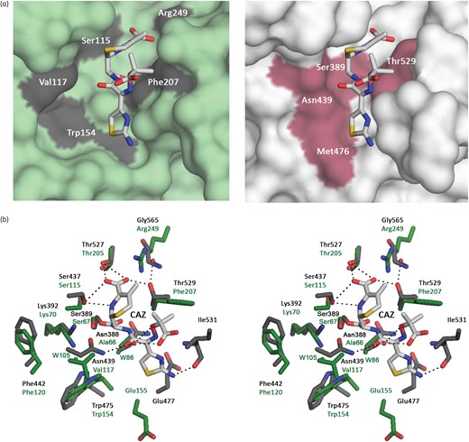 Modelling of ceftazidime binding site. (a) Surface representation of OXA-145 (left, green) and BlaR1 (PDB: 1XKZ, right, grey) active sites interacting with ceftazidime. (b) Stereo view of the active sites of OXA-145 (green) and OXA-10 (grey) showing interactions of ceftazidime (white sticks) with canonical active-site residues. Water molecules are indicated by green and red spheres, respectively, for OXA-145 and BlaR1. CAZ, ceftazidime. This figure appears in colour in the online version of JAC and in black and white in the print version of JAC.