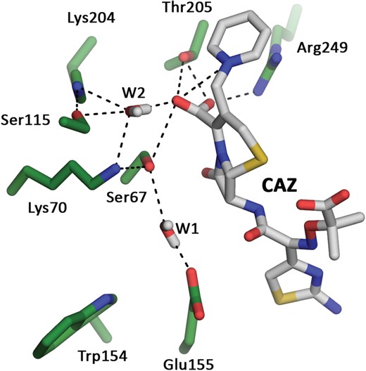 Molecular dynamics simulations of OXA-145 in complex with ceftazidime. Water molecules W1 and W2 are located, respectively, on the α- and β-face of the acyl ester of ceftazidime. CAZ, ceftazidime. This figure appears in colour in the online version of JAC and in black and white in the print version of JAC.