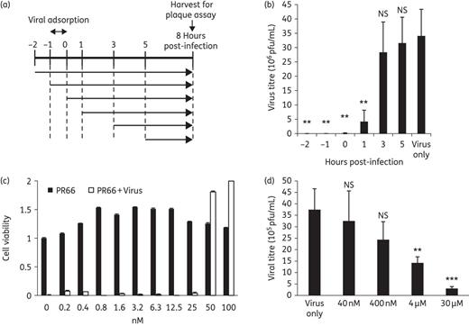 Testing how PR66 might target the early steps of viral replication. (a and b) Time-of-addition assays. (a) Schematic diagram of PR66 treatment in a life cycle of viral replication. RD cells were treated with 20 nM PR66 at the indicated timepoints post-infection and the cells and culture supernatants were collected at 8 h post-infection for titre determination by plaque-forming assays. Viral adsorption with EV-A71 with a moi of 10 was carried out at −1 to 0 h post-infection on ice in the presence or absence of PR66. Unbound virus was then removed and replaced with E2 containing PR66 if needed for that part of the experiment. (b) Bar chart of titre reduction after PR66 treatment. Data are presented as the mean ± SD from three independent experiments. NS, not significant. **P < 0.01 compared with the virus only (DMSO-treated) group. (c) Inhibition of viral attachment to HFF cells. Attachment assay was carried out by incubating increasing amounts of PR66 with virus during the viral pre-adsorption phase. Protection from virus-induced cell death conferred by PR66 was scored according to cell viability, which was normalized to the DMSO-treated control on the far left, set as 1. (d) Inactivation of EV-A71 by PR66 in a centrifugal filtration assay. Increasing concentrations of PR66 were added to EV-A71 (5 × 106 pfu/mL) in a total volume of 1 mL and incubated for 1 h at 4°C. Unbound compounds were removed by centrifugal filtration and the remaining viral titres in the retentate were determined by plaque-forming assays. Data are presented as the mean ± SD from three independent experiments. **P < 0.01 and ***P < 0.001 compared with the virus only group.