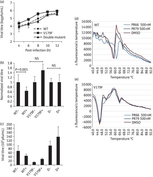 Growth kinetics of WT and mutant recombinant viruses and characterization of V179F mutant viruses. (a) RD cells were inoculated with WT, V179F and double mutant viruses (moi of 5) for 1 h. Samples were harvested at the indicated times post-infection and the viral titres were determined by plaque-forming assays. (b and c) Interaction of recombinant viruses with PR66. Recombinant viruses were incubated with 30 μM PR66 or vehicle (DMSO) control for 1 h at 4°C. Unbound PR66 was then removed using Microsep centrifugal filters and the resultant viruses in the sample reservoir were harvested for plaque-forming assays: +, with PR66; −, without PR66; D, double mutant. (b) Titres of PR66-treated groups were normalized to those of the vehicle-treated controls, set arbitrarily to 1. Data are presented as the mean ± SD (n = 3). NS, not significant. (c) Original data of (b) are shown without normalization. (d and e) PaSTRy assays using 5 μg aliquots of purified WT (d) or V179 viruses (e) were incubated with SYTO9 dye to detect the accessibility of viral RNA; 500 nM PR66 or PR79 was used in these assays. This is a representative result from three independent and reproducible experiments. This figure appears in colour in the online version of JAC and in black and white in the print version of JAC.