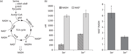 Effect of exogenous l-serine on the production of NADH and NAD+. (a) Superimposed metabolic pathways related to l-serine and the TCA cycle. (b) Intracellular NAD+ and NADH concentration were measured in E. coli treated with l-serine (15 mM) for 4 h. Values were compared with the control (without l-serine) at the same antibiotic concentration. Data are shown as mean ± SD of triplicate wells. Similar results were obtained in three independent experiments. *P < 0.01.