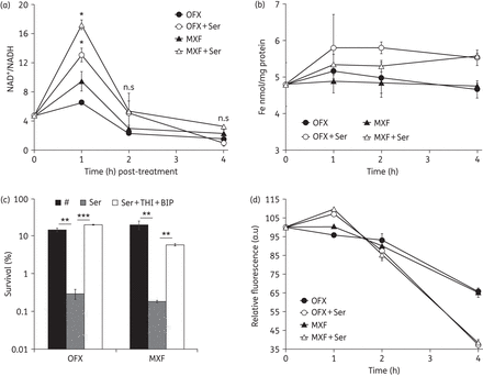 l-Serine promotes endogenous ROS production in the presence of ofloxacin or moxifloxacin. (a) Fold change in NAD+/NADH following treatment with 0.3 mg/L ofloxacin or 0.3 mg/L moxifloxacin in the presence or absence of 15 mM l-serine. (b) Iron content of E. coli in the presence of 15 mM l-serine compared with treatment with 0.3 mg/L ofloxacin or 0.3 mg/L moxifloxacin alone. (c) An exponentially growing E. coli culture was treated with 0.3 mg/L ofloxacin alone or 0.3 mg/L moxifloxacin alone, with 15 mM l-serine or with 15 mM l-serine and 100 mM thiourea plus 0.25 mM BIP for 4 h. (d) Percentages of intracellular increase in ROS generated in the presence of 15 mM l-serine compared with treatment with 0.3 mg/L ofloxacin or 0.3 mg/L moxifloxacin alone. Values were compared with the control (without l-serine) at the same antibiotic concentration. Data are shown as mean ± SD of triplicate wells. Similar results were obtained in three independent experiments. n.s indicates no significant difference (P ≥ 0.05); *P < 0.05; **P < 0.01; ***P < 0.001. OFX, ofloxacin; MXF, moxifloxacin.