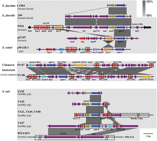 Comparison of genomic sequences harbouring the optrA gene. The Basic Local Alignment Search Tool (BLAST) was used to compare the sequence similarity of optrA using NCBI GenBank nr/nt and WGS databases. Any isolates previously reported were excluded. Isolate information can be seen in Table S1, available as Supplementary data at JAC Online. E. faecalis E016 and pE349 served as chromosome- and plasmid-borne optrA references, respectively. This figure appears in colour in the online version of JAC and in black and white in the print version of JAC.