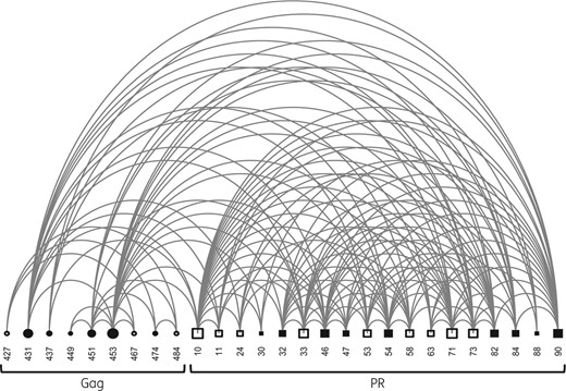 Arch diagram of covariation between amino acids at the Gag C-terminus and in PR. A connector between two nodes indicates a verified covariation. Node sizes are proportional to the degree of interconnectivity of a given residue. Filled squares indicate positions linked to major PI resistance; open squares indicate minor resistance; filled circles indicate known Gag resistance- or treatment-associated mutation; and open circles indicate newly identified treatment-associated mutations in Gag.