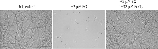 Antifungal activity of bromoquinol is abolished by iron. A. fumigatus conidia were grown for 24 h at 37 °C in MM lacking iron. Addition of 2 μM bromoquinol completely inhibited fungal growth. Supplementation with 32 μM FeCl2 blocked the antifungal activity of bromoquinol. BQ, bromoquinol.