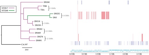 Prediction of recombination in the S. aureus isolate chromosomes. Regions of variation in the genomes of the 11 clinical S. aureus and the reference strain CA-347, which are predicted to have arisen by homologous recombination, are shown on the right. Red blocks indicate recombination predicted to have occurred on internal nodes and blue indicates taxon-specific recombination. Isolates are ordered according to the phylogenetic tree displayed on the left. The tree is a maximum likelihood tree constructed with core chromosome SNPs, with SNPs in recombination regions removed, and rooted with the ST45 CA-347 reference. The branches are colour coded according to the ST with the key indicated in the figure. The track along the bottom of the figure displays the CA-347 chromosome and annotation, in which protein-coding sequences are indicated in light blue.