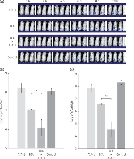 Effects of biapenem (BIA) and/or AIA-1 on in vivo PAO1 plac-lux bioluminescence signals. PAO1 plac-lux (106 cfu) was inoculated into one thigh of each animal. Therapy was performed with biapenem alone or combined with AIA-1, or AIA-1 alone. (a) Representative in vivo bioluminescence in colour-scale images of thighs of mice. (b) Bacterial counts as measured by in vivo bioluminescence (photons/s) at 10 h. (c) Bacterial counts as measured by cfu at 10 h. *P < 0.05; **P < 0.01 (Student’s t-test). Error bars show SDs for three experiments. This figure appears in colour in the online version of JAC and in black and white in the print version of JAC.