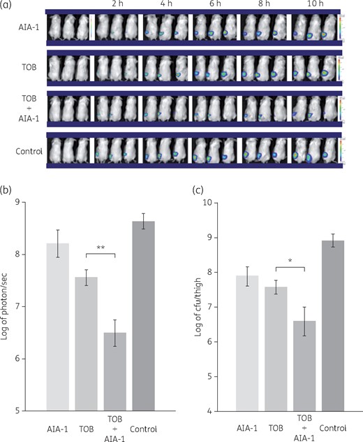 Effects of tobramycin and/or AIA-1 on in vivo PAO1 plac-lux bioluminescence signals. PAO1 plac-lux (2 × 106 cfu) was inoculated into one thigh of each animal. Therapy was performed with tobramycin (TOB) alone or combined with AIA-1, or AIA-1 alone. (a) Representative in vivo bioluminescence on colour-scale images of thighs of mice. (b) Bacterial counts as measured by in vivo bioluminescence (photons/s) at 10 h. (c) Bacterial counts as measured by cfu at 10 h. *P < 0.05; **P < 0.01 (Student’s t-test). Error bars show SDs for three experiments. This figure appears in colour in the online version of JAC and in black and white in the print version of JAC.