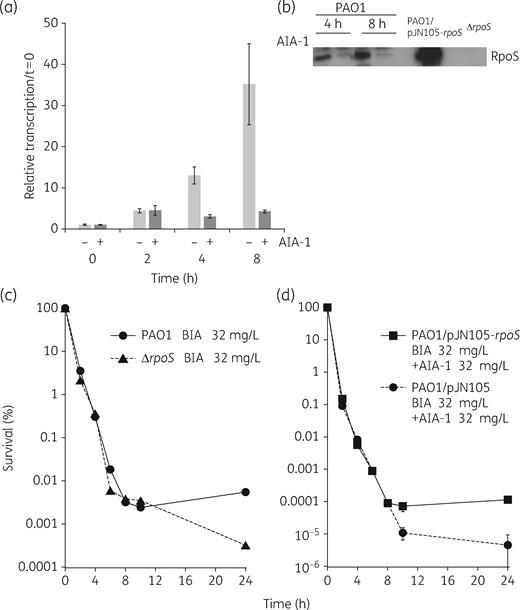 (a) Expression levels of the rpoS gene in PAO1. A culture grown overnight was diluted 100-fold, grown to an OD600 of 0.2–0.3, and then harvested at 2, 4, and 8 h following growth in the presence or absence of AIA-1 at 32 mg/L. Transcription levels were measured by qRT–PCR and standardized to rpsL expression. (b) Western blot analysis of the rpoS gene. An overnight culture was diluted 100-fold, grown to an OD600 of 0.2–0.25, and then harvested at 4 and 8 h in the presence or absence of AIA-1 at 32 mg/L. (c) Time–kill assay for PAO1 or PAO1ΔrpoS in the presence of biapenem (BIA) at 32 mg/L. (d) Time–kill assay for PAO1/pJN105 or PAO1/pJN105-rpoS in the presence of biapenem and AIA-1 at 32 mg/L supplemented with 0.2% arabinose. Assuming that survival at time 0 was 100%, cfu values were converted to percentages. Experiments were performed in triplicate. Error bars show SDs for three experiments.