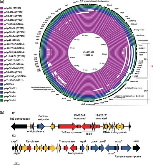 (a) Sequence homologies amongst published pKpQIL-like plasmids. Coloured rings show published plasmids from K. pneumoniae (purple), E. coli (blue) and those generated in this study (green). D1 and D2 indicate the fragments of pKpQIL plasmid that were substituted in pKpQIL-D1 and pKpQIL-D2, respectively, while the pKpQIL fragment indicated I1 is inversely oriented in plasmid pKpQIL-234. (b) Gene contents of the substituted DNA fragments of pKpQIL-D1 and pKpQIL-D2. Colours in the substituted DNA fragments show genes encoding known functions (blue), hypothetical proteins (yellow) and mobile elements (red). Irrespective of their encoding functions, genes of pKpQIL present at the flanking regions of the two substitutions are coloured in black. This figure appears in colour in the online version of JAC and in black and white in the printed version of JAC.