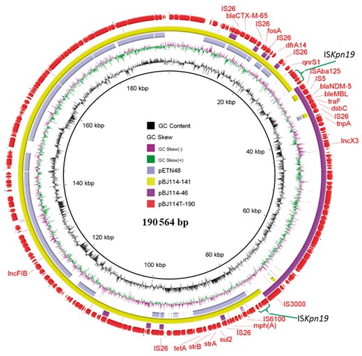 Circular comparison of four plasmids depicting the structural changes caused by plasmid recombination. The outmost red circle denotes the hybrid plasmid pBJ114T-190; the purple circle represents pBJ114-46; the light green and lilac circles, respectively, represent pBJ114-141 and a similar plasmid, pETN48, in the NCBI database. The two green braces around the fused region denote the duplicated region, which forms as a result of plasmid recombination. This figure appears in colour in the online version of JAC and in black and white in the print version of JAC.