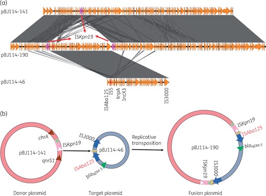 Mechanisms of plasmid fusion. (a) Structure alignment of three plasmids. Duplicated ISKpn19 elements are highlighted in pink. (b) Mechanisms of plasmid fusion. ISKpn19 in the donor plasmid initiates a replicative transposition event at the hot spot (CCATTATCTA) in pBJ114-46 located between IS3000 and ISAba125. The plasmid pBJ114-190 is the cointegrate resulting from the first stage of the replicative transposition event. This figure appears in colour in the online version of JAC and in black and white in the print version of JAC.
