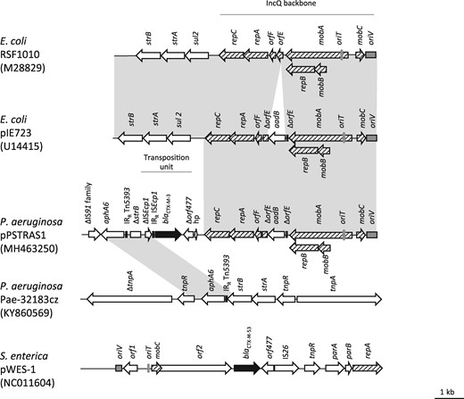 Linear schematic representation of IncQ plasmids RSF1010, pIE723, pPSTRAS1, Pae-32183cz and pWES-1. The IncQ plasmid backbone is composed of genes involved in the mobilization of IncQ plasmids (mobC and mobB) and genes required for replication (repB, orfE, orfF, repA and repC) (hatched arrows). The oriV (replication) and oriT (mobilization) regions are represented by grey boxes. Accessory genes are represented by white arrows, except for blaCTX-M genes that are represented by black arrows. IRR of Tn5393 and IRR of ISEcp1 are indicated by vertical bars. Grey areas correspond to 100% sequence identity.