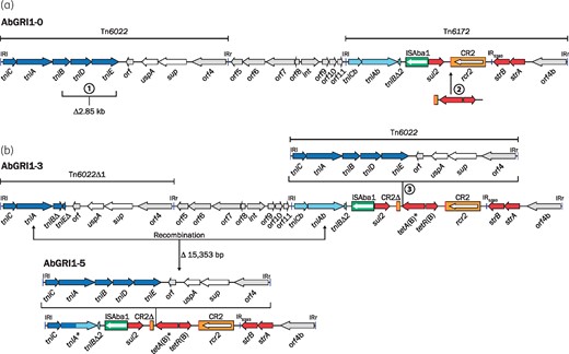 Structures of AbGRI1. (a) The hypothetical ancestor AbGRI1-0 and (b) the recombination between tniA and tniAb in AbGRI1-3 that results in AbGRI1-5. The orientation and extent of genes are represented by coloured arrows and inverted repeats are shown as blue vertical lines. Dark blue arrows are transfer genes of Tn6022, while the light blue arrows are the related transfer genes of Tn6172. Red arrows represent resistance genes and grey arrows are ORFs of unknown function. The green box represents ISAba1 and the orange box with a red bar indicating the ori end is CR2. The extents of named transposon regions of AbGRI1 are indicated above. The circled numbers 1, 2 and 3 represent the key variations of AbGRI1 that are described in the text. In (b), the extent of the recombination resulting in AbGRI1-5 is shown with the double-ended arrowed line. This figure appears in colour in the online version of JAC and in black and white in the print version of JAC.