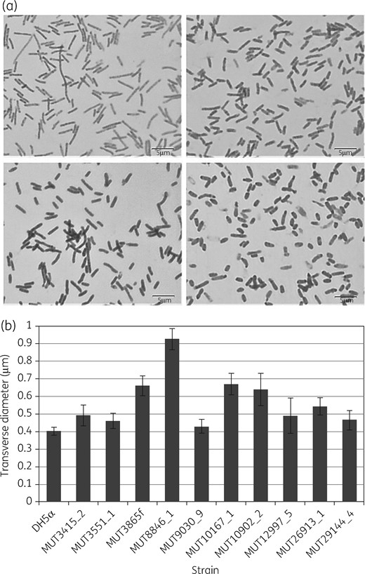 Morphological differences between PBP2 mutants and E. coli DH5α. (a) Microscopic photographs of E. coli DH5α (top left), MUT10167 (top right), MUT3865 (bottom left) and MUT8846 (bottom right). (b) Transverse diameters of E. coli DH5α and the PBP2 mutants (standard error indicated).