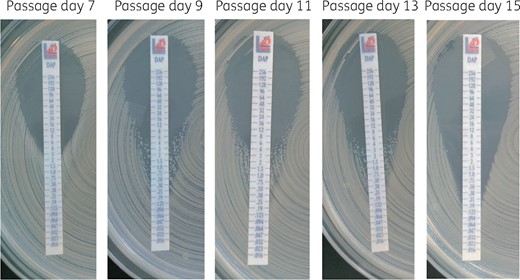 MIC test strips showing reversion of daptomycin resistance of isolate 5 passaged in vitro. This figure appears in colour in the online version of JAC and in black and white in the print version of JAC.