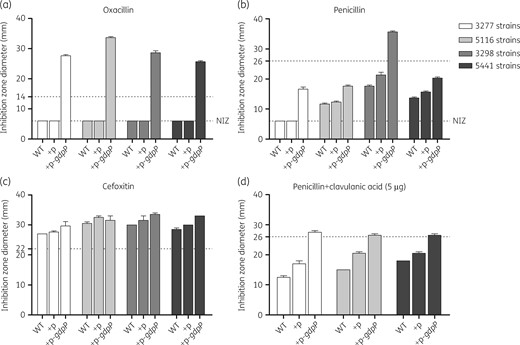 Effect of gdpP complementation on oxacillin and penicillin resistance in GdpP-truncated strains. Four isolates with GdpP truncation were complemented with plasmid pXB01gdpP or the empty plasmid pXB01. Resistance of the strains was determined using the disc diffusion method recommended by BSAC (for oxacillin) and EUCAST (for penicillin and cefoxitin) as detailed in the Materials and methods section. Media were supplemented with 200 ng/mL Atc to induce the expression of the plasmid-borne gdpP gene. For oxacillin, the resistance breakpoint for disc diffusion is a diameter of ≤14 mm (BSAC). For penicillin, the resistance breakpoint for disc diffusion is a diameter of <26 mm (EUCAST). For cefoxitin, the resistance breakpoint for disc diffusion is a diameter of <22 mm (EUCAST). NIZ, no inhibition zone (disc diameter was 6 mm); +p, complementation with the empty vector; +p-gdpP, complementation with pXB01gdpP.