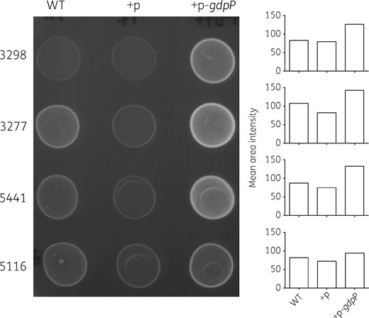 Spot growth assay for gdpP-complemented strains on MHA with 200 ng/mL Atc. For each strain, an inoculum with a turbidity equivalent to that of a 0.5 McFarland standard was prepared and 20 μL of the inoculum was spotted onto MHA supplemented with 200 ng/mL Atc. The plate was then incubated at 37°C for 20 h. Growth was quantified as ‘mean area intensity’ using ImageJ and is represented as a bar graph. +p, complementation with the empty vector; +p-gdpP, complementation with pXB01gdpP.