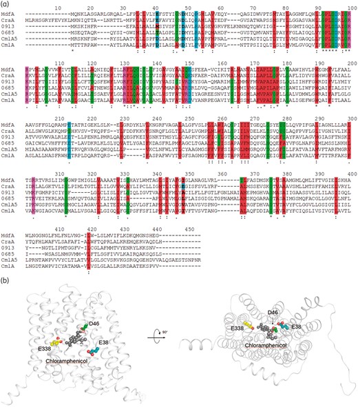 Protein sequence alignment of CraA and putative chloramphenicol transporters, and homology model of CraA. (a) Alignment of CraA, MdfA and other MFS-type chloramphenicol transporters. MdfA, MdfA of Escherichia coli; CraA, CraA of A. baumannii AYE (GenBank accession number: CAJ77876); CmlA, CmlA of A. baumannii AYE (GenBank accession number: CAM88409); CmlA5, CmlA5 of A. baumannii AYE (GenBank accession number: CAM88395); ABAYE0685, ABAYE0685 of A. baumannii AYE (GenBank accession number: CAM85649); ABAYE0913, ABAYE0913 of A. baumannii AYE (GenBank accession number: CAM85858). Membrane-embedded titratable residues are indicated in bold. Colour code for amino acids are shown as: hydrophobic residues = red; negatively charged residues or proline = cyan; hydrophilic residues or cysteine or glycine = green; positively charged residues = magenta. (b) Homology model of CraA was obtained based on the MdfA_Q131R_L339E variant (PDB: 6EUQ).32 CraA homology model cartoon representation is coloured in white. Indicated residues are depicted as spheres (carbon = green or teal or yellow; oxygen = red). Chloramphenicol obtained from the crystal structure of chloramphenicol-bound MdfA_Q131R (PDB: 4ZOW)35 is depicted as a sphere. This figure appears in colour in the online version of JAC and in black and white in the print version of JAC.
