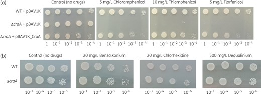 Drug resistance of A. baumannii WT, A. baumannii ΔcraA, and A. baumannii ΔcraA pBAV1K_CraA. (a) Overnight cultures of these strains were diluted to OD600 of 100–10−4 (given below the plate figures) and diluted cultures were spotted on LB agar plates supplemented with 50 mg/L kanamycin and selected drugs (5 mg/L chloramphenicol, 10 mg/L thiamphenicol and 5 mg/L florfenicol). (b) Overnight cultures of these strains were diluted to OD600 of 10−3–10−6 (given below the plate figures) and diluted cultures were spotted on LB agar plates supplemented with selected drugs (20 mg/L benzalkonium, 20 mg/L chlorhexidine and 500 mg/L dequalinium). Experiments were conducted at least three times and the result shown is representative. This figure appears in colour in the online version of JAC and in black and white in the print version of JAC.