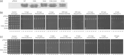 Characterization of CraA_WT and mutants. (a) Expression of various craA mutants was detected via Western blot analysis. The uncropped image of the Western blot analysis is shown in Figure S5. (b) E. coli BW25113 ΔemrEΔmdfA harbouring pTTQ18 (empty vector), pTTQ18_CraA_WT, and mutants were diluted to OD600 of 100–10−5 (given below the plate figures) and diluted cultures were spotted on LB agar plates supplemented with 0.2 mM IPTG, 100 mg/L ampicillin and selected drugs (5 mg/L chloramphenicol, 20 mg/L thiamphenicol, 5 mg/L florfenicol, 100 mg/L ethidium bromide, 100 mg/L dequalinium, 2.5 mg/L chlorhexidine, 60 mg/L benzalkonium and 2 mg/L mitomycin C). Experiments were conducted at least three times and the result shown is representative. (c) E. coli BW25113 ΔacrABΔemrEΔmdfA harbouring pTTQ18 (empty vector), pTTQ18_CraA_WT, and mutants were diluted to OD600 of 100–10−5 and diluted cultures were spotted on LB agar plates supplemented with 0.2 mM IPTG, 100 mg/L ampicillin and selected drugs (1 mg/L chloramphenicol, 10 mg/L thiamphenicol, 1 mg/L florfenicol, 2 mg/L ethidium bromide, 5 mg/L dequalinium, 2.5 mg/L chlorhexidine, 5 mg/L benzalkonium and 20 mg/L TPP+). Experiments were conducted at least three times and the result shown is representative.