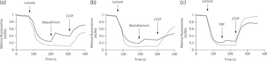 Proton-coupled substrate transport by membrane vesicles containing CraA. Lactate-driven proton pumping across the membrane establishes a transmembrane ΔΨ and ΔpH gradient causing interior acidification of the membrane vesicles as monitored by ACMA fluorescence quenching. Addition of CraA substrate: (a) dequalinium (50 μM), (b) benzalkonium (0.03 mg/L), or (c) TPP+ (250 μM), causes a partial dissipation of the ΔpH in the CraA_WT (solid line) containing membrane vesicles, as concluded from the dequenching of the ACMA fluorescence. In contrast, no fluorescence change was observed in control vesicles (prepared from cells harbouring pTTQ18, empty vector) (dotted line) upon addition of substrates. CCCP, a proton uncoupler, abolishes the ΔΨ and ΔpH, the latter dissipation causing an increase of fluorescence. Experiments were conducted at least three times and the result shown is representative.