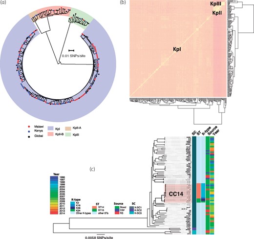 Population structure and genetic diversity of KPN. (a) A phylogenetic tree of Malawian isolates in the context of previously published global KPN isolates constructed from core SNP alignment and rooted at the middle of the branch separating the two most divergent sequences. (b) A heatmap illustrating clustering of Malawian and global KPN isolates by accessory genes. (c) Core-genome phylogenetic tree of KPN isolates from Malawi only, which also shows key STs and K-types and the phylogenetic mixing of isolates from different sources and years of isolation. This figure appears in colour in the online version of JAC and in black and white in the print version of JAC.