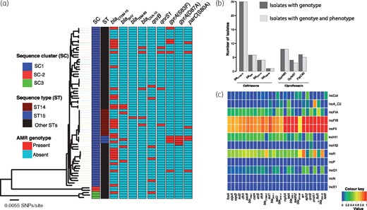 (a) Distribution of ESBL and FQR genotypes across the phylogenetic tree of KPN isolates from Malawi. The figure reveals that except for the gyrA mutation at codon position 87, which was associated with ST15, ESBL and FQR genotypes were not restricted to a specific phylogenetic cluster of isolates. (b) Association between isolates with ESBL or FQR genotype and AMR phenotype. (c) A heatmap illustration of associations between plasmid Inc-types and acquired AMR genes present in five or more genomes. Association values were measured as a proportion of the number of isolates with a plasmid Inc-type to the number of isolates with AMR genes. This heatmap shows that most AMR genes of KPN isolates from Malawi were co-occurring with IncFIB and IncFII plasmids. This figure appears in colour in the online version of JAC and in black and white in the print version of JAC.