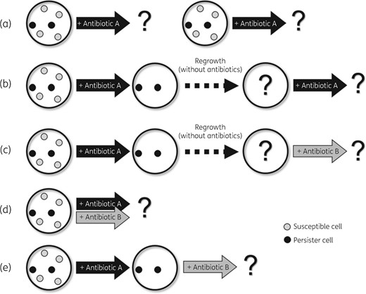 Five persister assay methods to investigate survival rates against antibiotics. (a) A simple and repeated persister assay. Independent experiments to measure the survival rate against four antibiotics were performed repeatedly for each isolate. (b) The surviving persister cells in the persister assay experiment were regrown and the regrown cells were subjected to the second persister assay with the same antibiotic. (c) In this experiment, the regrown cells after the persister assay were treated with a different antibiotic from that used in the first persister assay experiment. (d) Two antibiotics were applied at the same time and the survival rate was evaluated. (e) In this experiment, the surviving persister cells in the persister assay were not regrown. Instead, the second antibiotic was applied 3.5 h after the first antibiotic was applied. Specifically, the second antibiotic was applied directly to the persister cells against the first antibiotic.