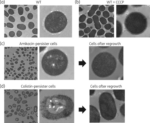Cell morphology of A. baumannii isolate C010 using transmission electron microscopy. (a) Cells of a susceptible WT isolate. (b) Cells of a susceptible WT isolate when grown with CCCP. (c) Persister cells against amikacin and their regrown cells. (d) Persister cells against colistin and their regrown cells.