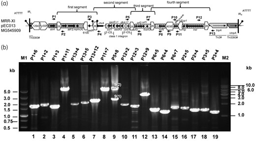 Detection of MRR rearrangements in the plasmid pEC013 by PCR. (a) Positions of primers used for PCR amplification in the plasmid pEC013. (b) Gel electrophoresis of PCR amplicons corresponding to the different IS26-flanked transposons and circular forms of pEC013. The circular intermediate C1 (Figure 2b) corresponds to the combination of amplicon nos 16 and 19, C2 corresponds to amplicon no. 15, and C3 in the circular form corresponds to amplicon no. 12. Corresponding amplicons of different MRRs are as follows: (1) MRR-I: combination of amplicon nos 4 and 7; (2) MRR-II: combination of amplicon nos 4, 11, 17 and 6; (3) MRR-III: combination of amplicon nos 4, 10, 19 and 6; (4) MRR-IV: combination of amplicon nos 4, 10, 18 and 5; (5) MRR-V: combination of amplicon nos 1, 8, 18 and 5; (6) MRR-VI: combination of amplicon nos 1, 8 and 7; (7) MRR-VII: combination of amplicon nos 2, 11, 9(1) and 5; (8) MRR-VIII: combination of amplicon nos 2, 19, 9(1) and 7; (9) MRR-IX: combination of amplicon nos 3, 17, 9(1) and 7; (10) MRR-X: the combination of amplicon nos 3, 17, 9(2), 7 or 3, 17, 13, 8 and 7; (11) MRR-XI: combination of amplicon nos 2, 19, 9(2), 7 or 2, 19, 13, 8 and 7. Amplicon nos 9(1) and 9(2) were generated using the primers P5 and P8.