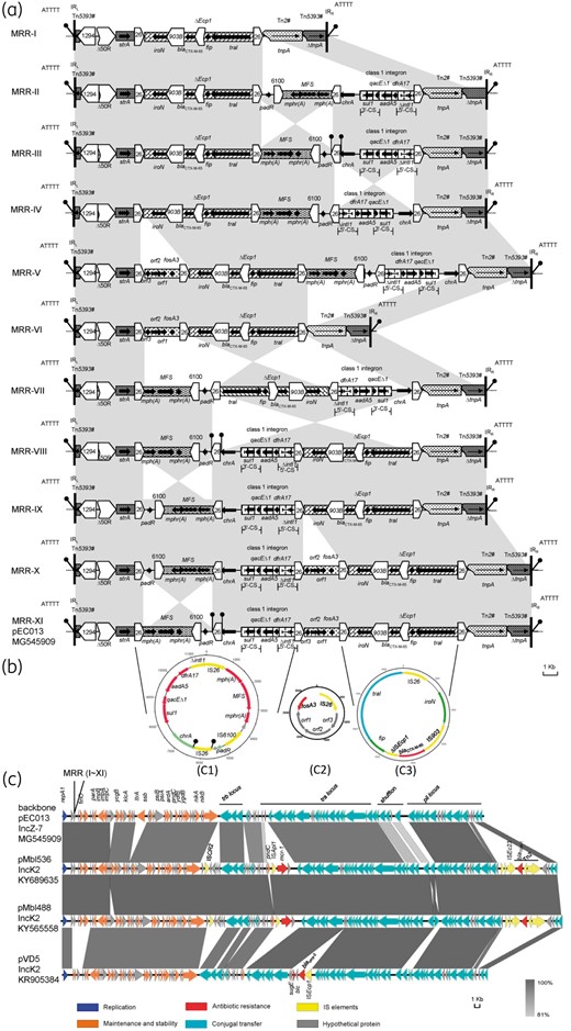 Comparison of pEC013 and IncK2 plasmids, and schematic representations of the circular forms derived from IS26-flanked transposons and different mosaic combinations of MRR from pEC013. (a) Comparison of different combinations (types I–XI) of MRR found in pEC013. ORFs and their direction of transcription are depicted using arrows. IS elements are pointed boxes labelled with the number/name, with Δ representing a truncated gene. Tall bars represent the 38bp inverted repeat (IR) of transposons. Filled circles on stalks are used to indicate direct repeats. #Incomplete transposon. (b) Schematic representation of the circular forms obtained from pEC013 by PCR and sequencing. (c) Sequence comparison between the backbone of pEC013 and other IncK2 plasmids, pMbl536 (KY689635), pMbl488 (KY565558) and pDV45 (KR905384). The degree of homology between different genetic loci is indicated by the degree of solid colour (bottom right corner). ORFs in the circular forms and the backbone of pEC013 are coloured according to their putative functions (bottom). This figure appears in colour in the online version of JAC and in black and white in the printed version of JAC.