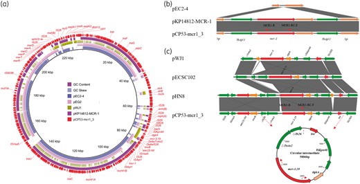 BRIG alignment of plasmids containing mcr-1 and mcr-3 and comparison with plasmid pCP53-mcr1_3. (a) Circular comparison between reference plasmid pCP53-mcr1_3 and most similar plasmids from the NCBI database generated by the BRIG tool. (b) Illustration of insertion event of mcr-1-bearing Tn6330 in pKP14812-MCR-1 and pCP53-mcr1_3 from a conserved region of pEC2-4. Target sequence duplication (AA) was observed. (c) Alignment of mcr-3-bearing genetic regions reported previously and a circular intermediate detected by inverse PCR. It was observed that mcr-3-dgkA-ISKpn40 was conserved in all mcr-3-bearing plasmids. This figure appears in colour in the online version of JAC and in black and white in the print version of JAC.