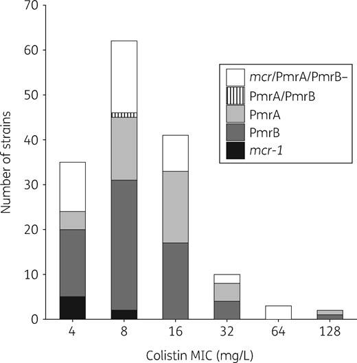 Colistin MIC distribution for the 153 colistin-resistant E. coli strains. MICs were determined using the broth microdilution method. The MICs for the seven mcr-1-positive colistin-resistant E. coli were 4 mg/L (n = 5) and 8 mg/L (n = 2) (indicated in black). The MIC distribution of the PmrA and PmrB mutations is indicated in different shades of grey. The strain mutated in both PmrA and PmrB is indicated by the hatched lines. The strain without additional mcr gene and no mutation in PmrA or in PmrB is indicated in white.